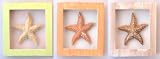 Set /3 Shadow Boxes with Starfish 3 Colored Boxes