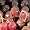 Bissinger's Chocolate-Covered Cherries, 24 Pieces dark