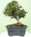 Dwarf Boxwood