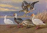 IMAGE OF Wallmonkeys Peel and Stick Wall Decals - A Painting of Several Species of Adult and Young Geese - 60