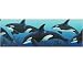 Whales Wall Border