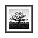 Oaktree, Sunrise, Northern California Print- 27x27