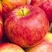 Nova Spy Apple Quick-Pro Potted Li'l BIG Image