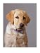 Portrait of Labrador Retriever, Dogs & Puppies Photographic Poster Print by Bruce Ando, 30x40