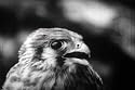 Vintage Bird Films DVD w/ the Vulture, Eagle Owl, Falcon, Hawk & Cuckoo Birds