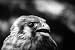 Vintage Bird Films DVD w/ the Vulture, Eagle Owl, Falcon, Hawk & Cuckoo Birds