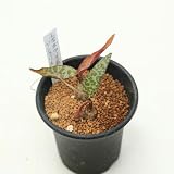 球根植物：レデボウリア・ソシアリス*