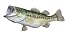 Signature Series-Large Mouth Bass Fish Replica-7 Pound/20 Inch/left facing