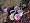 1 oz Popable Soy Wax Tart in Black Raspberry Vanilla