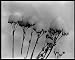 Photographic Prints of Sedum Spectabile (Ice Plant) in the snow from Mary Evans