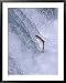 Sockeye Salmon Jump up Brooks Falls on Migration to Spawn in Brooks Lake, Alaska, USA...
