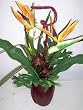 24" Tropical Bird of Paradise Arrangement