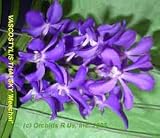 Vascostylis Thai Sky 'Meechai' 1296HB