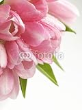 IMAGE OF Wallmonkeys Peel and Stick Wall Decals - Pink Tulips Flowers - 48
