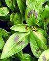 Vietnamese Coriander Plant - rau ram - daun kesom - 4" Pot