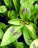 Vietnamese Coriander Plant - rau rm - daun kesom