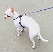 C NYL PALS HARNESS 5/16" BLU