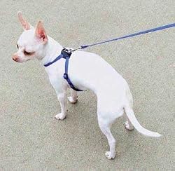 C NYL PALS HARNESS 5/16" BLU