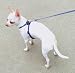 C NYL PALS HARNESS 5/16" BLU