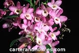 Den Himezakura 'Sanokku' x Den Selena Marie 'Moonlight'