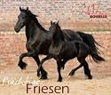 Pr&auml;chtige Friesen 2012: Friesen Pferde