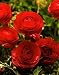 persian17 - Red Ranunculus 10 Bulbs Size 7 cm