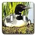 Birds - Loon Duck - Light Switch Covers - double toggle switch