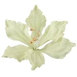 Hibiscus Pin and Clip with Wire in Petals - Cream W02S53B