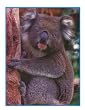 PHOTO FUN AUSTRALIA 8/PK 8-1/2 X 11