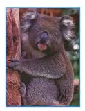 PHOTO FUN AUSTRALIA 8/PK 8-1/2 X 11