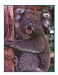 PHOTO FUN AUSTRALIA 8/PK 8-1/2 X 11