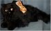   - Black Persian Cat 12
