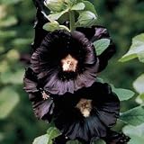 Black Nigra Hollyhock 4 Plants - Alcea rosea