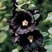 Black Nigra Hollyhock 25 Plants - Alcea rosea