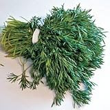 Herb Seeds - Cilantro Delfino