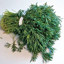 Herb Seeds - Cilantro Delfino