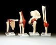 Hip Bone Joint Economy Functional Model