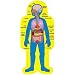 Poster, Set, Child-Size Human Body