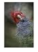 Colorful Portrait of a Gang-Gang Cockatoo Animals Photographic Poster Print by Jason Edwards, 12x16