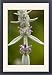 Framed Prints of Lambs ear from Ardea Wildlife Pets
