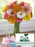 Conservation International Daisies