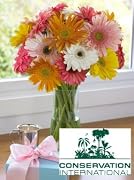 Floral Conservation International Gerbera Daisies