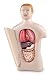 Inflatable Anatomy Torso
