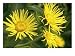 Elecampane Wildflowers withBlue Background Floral & Botanical Photographic Poster Print by Bill Whelan, 24x18
