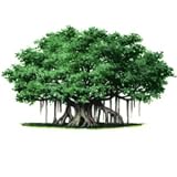 BANYAN TREE - 5 Seeds- Ficus benghalensis
