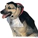Pet Supplies : Dogula Dog Dracula Costume Medium