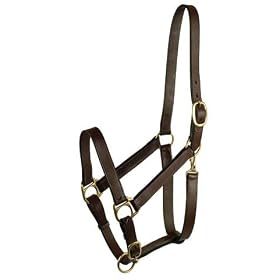 Stable Halter, Yearling