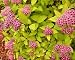 'Gold Flame' Spirea Plant - Flowering Shrub