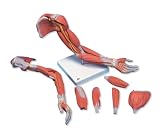 3B Scientific Muscular Arm
