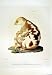 C1990 Mammals Spotted Cuscus Phalanger Tachete